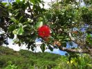 Waihe'e Ridge Trail